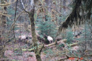 Roosevelt Elk