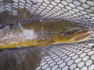 Brown-In-net