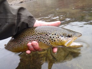 Fat-Brown-trout