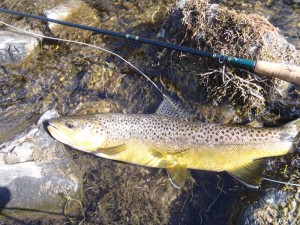 Pocketwater-Brown