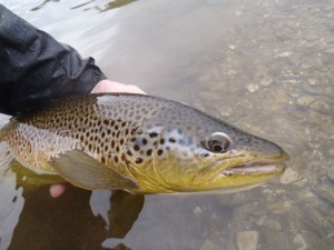 Brown-1