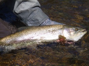 Sidechannel-Bow-1