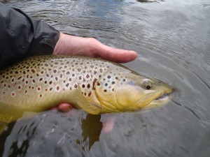 Brown-3