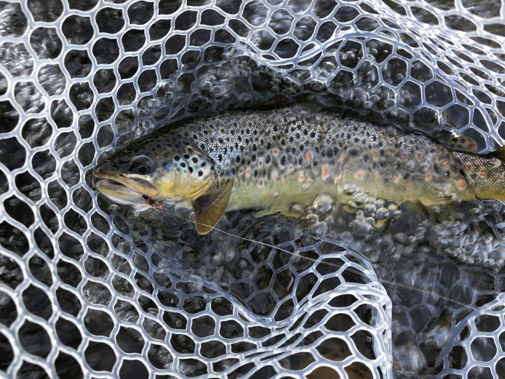 Middle Provo River, August 1, 2019