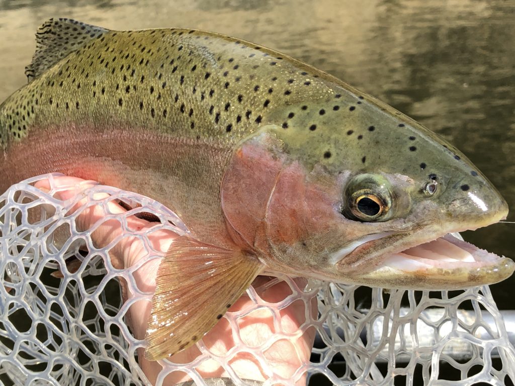 Green Below Fontenelle Friday-Sunday July 26-28, 2019