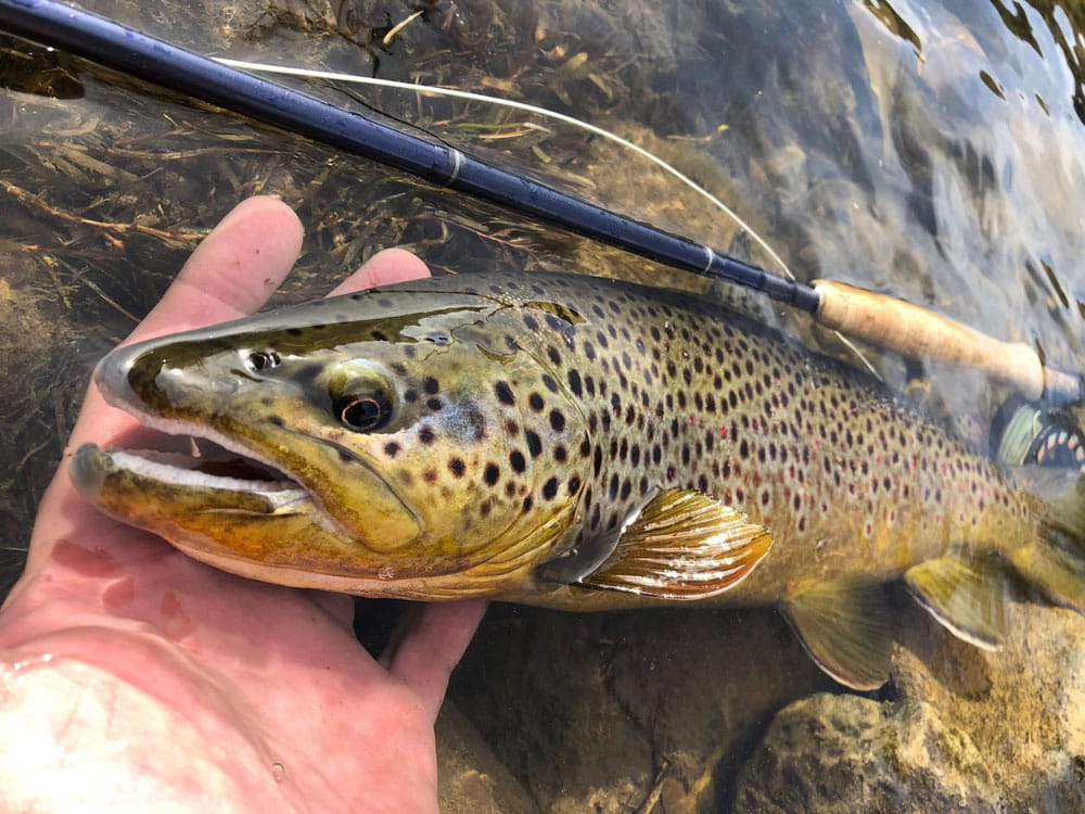 Weber River May 12, 2020