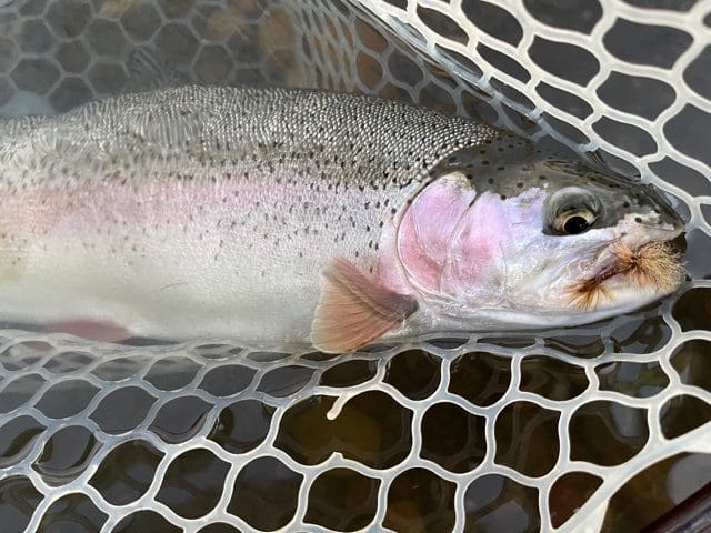 Henry's Fork June 17-20, 2021